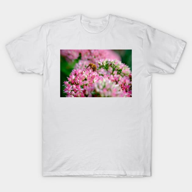 Bee On Stonecrop Flower 1 T-Shirt by Robert Alsop